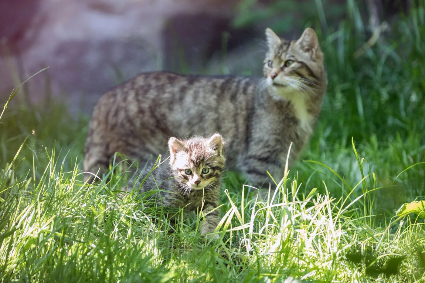 Лесная кошка котенок. Европейский лесной кот котенок. Кавказская лесная кошка felis silvestris caucasica. Полосатый котенок. Лесная кошка котенок.