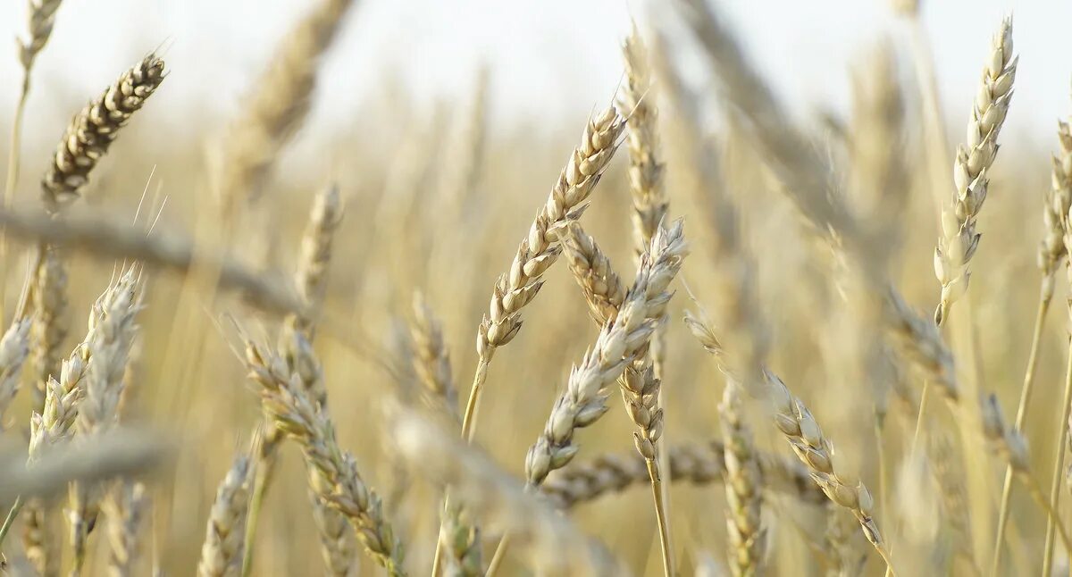 поле золотая нива. поле золотая нива. золотая нива картинки. золотая нива луга. золотая нива луга.