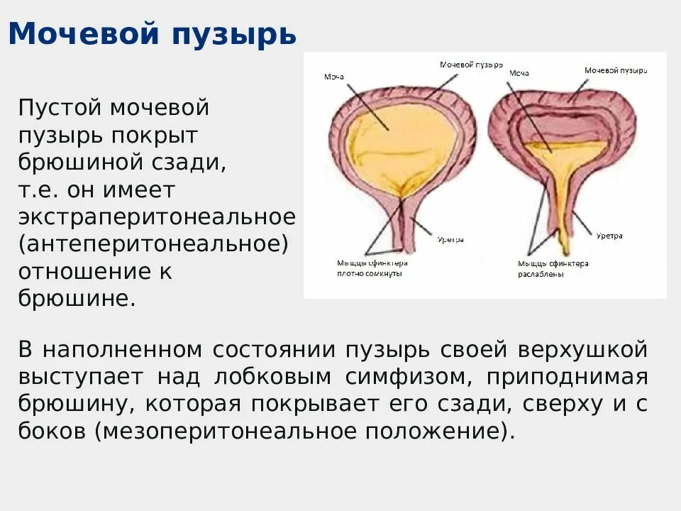 Как быстро наполняется мочевой пузырь. Мочевой пузырь покрыт брюшиной. мочевой пузырь по отношению к брюшине.