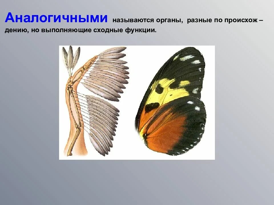 3 примера аналогичных органов