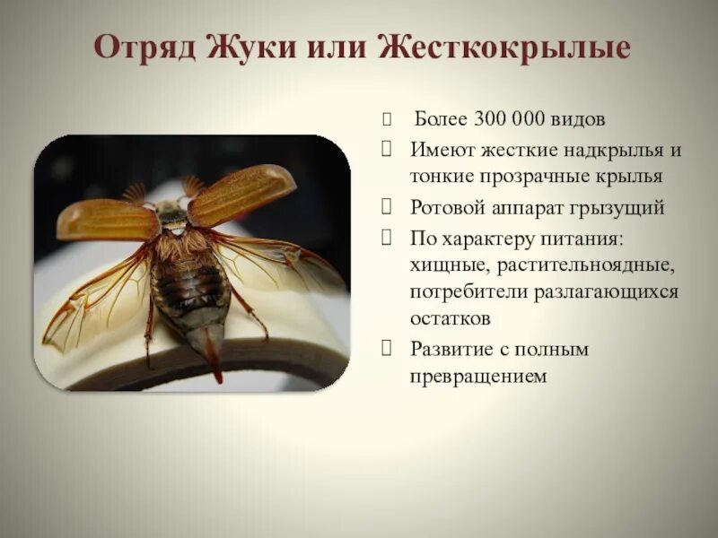 Сколько крыльев у жука