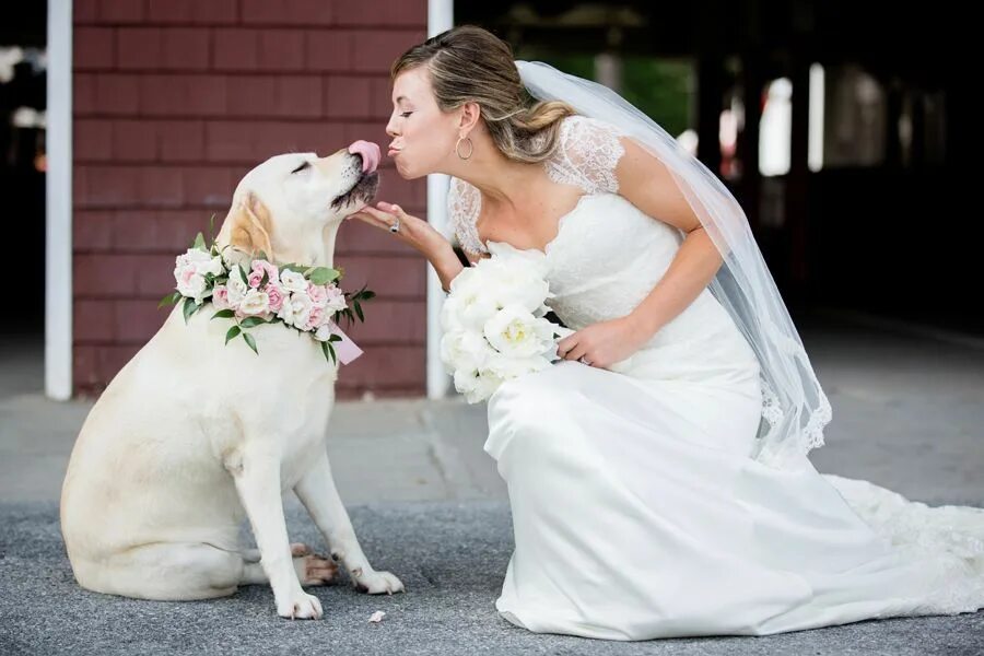 Woman 3 dog. Собака невеста. Свадебная фотосессия с собакой. Невеста с собачкой. Собачья свадьба.