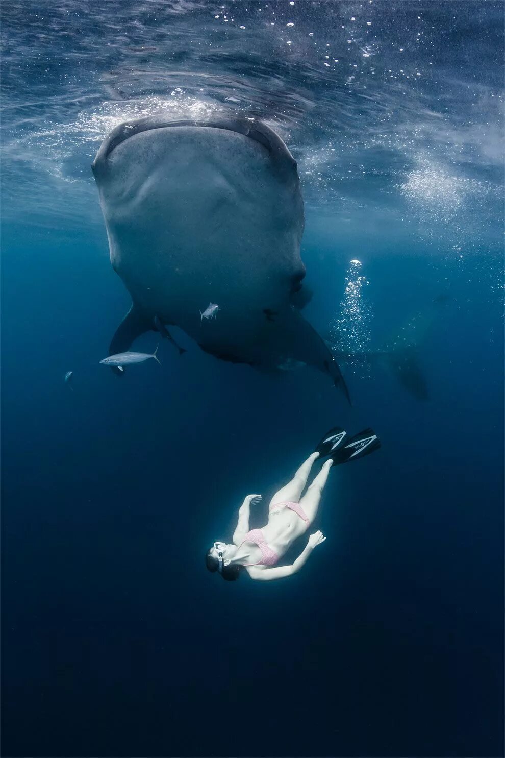 Мощность кита под водой. Акула в океане. Плавать в океане. Море под водой с акулами. Океан под водой.