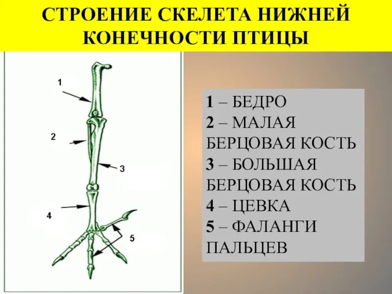 Скелет пояса задних конечностей птиц. Кости задних конечностей птицы начиная от позвоночника. Кости пояса задних конечностей у птиц. Скелет задней конечности птицы. Порядок костей задних конечностей птицы.