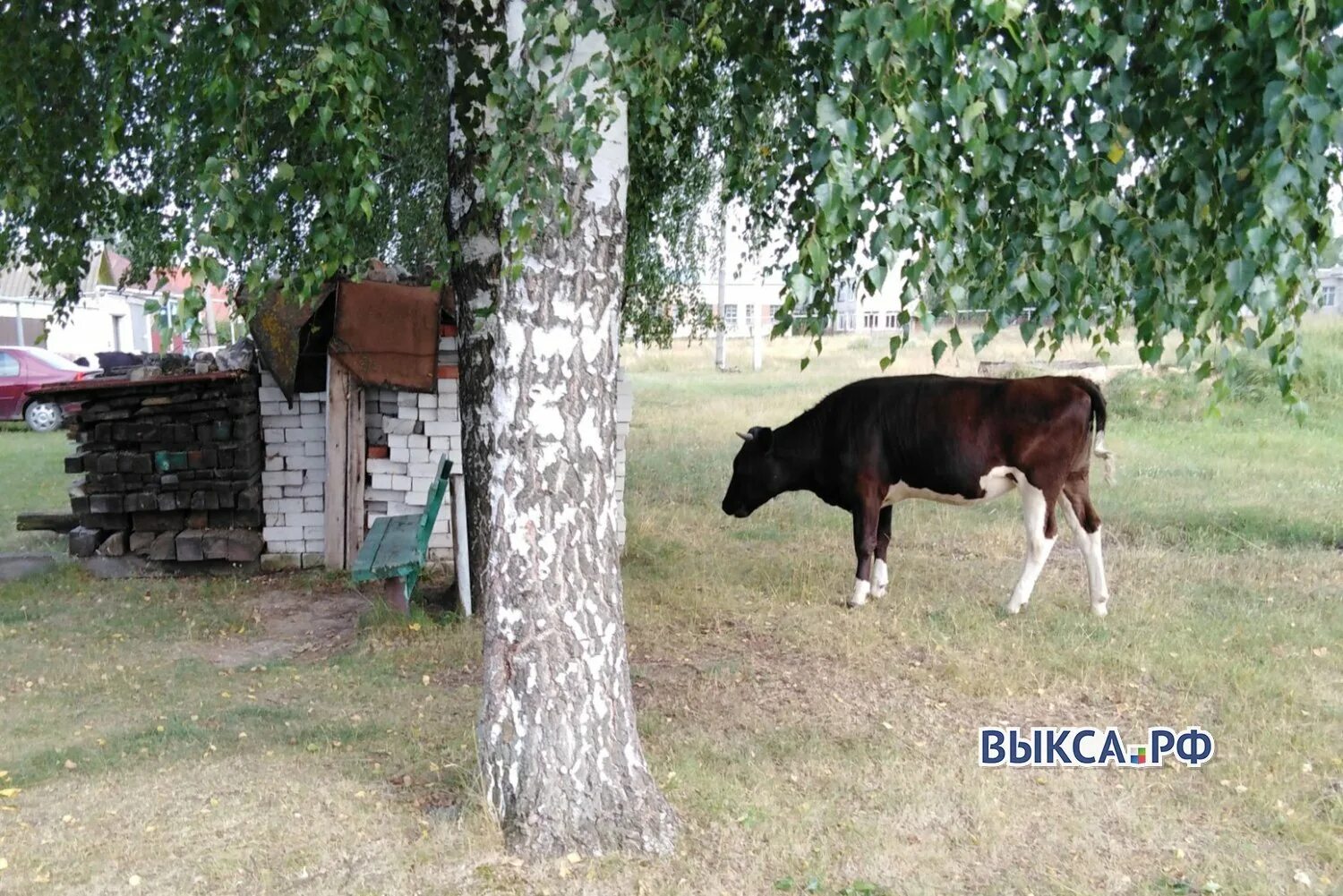 Выгул крс. Коровы на выгуле. выгул скота. выгул скота в крыму. выгул коров в 90-х.