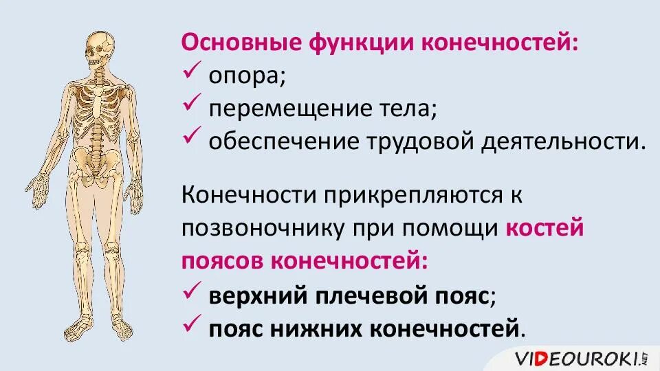 Перечислите кости пояса верхних конечностей. Функции свободной верхней конечности. Кости составляющие скелет нижней конечности. Функции верхних конечностей. Скелет нижних конечностей особенности строения.