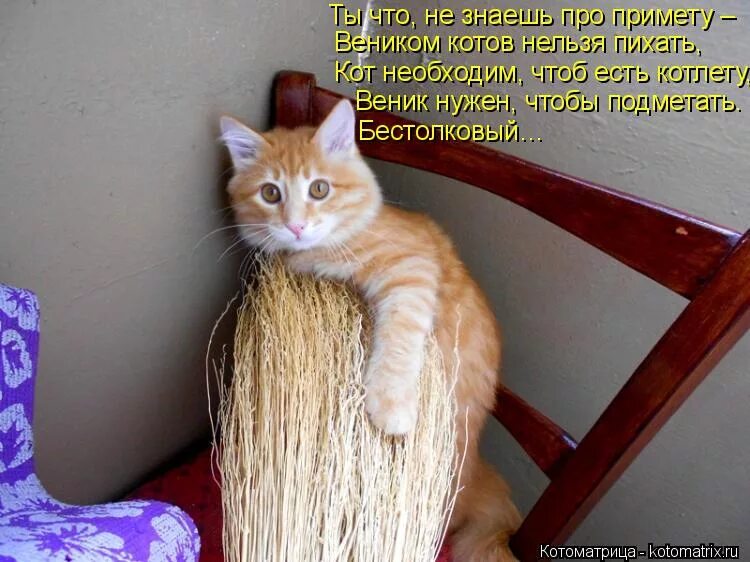 почему кот нужен. зачем кошке нужны усы. зачем коту нужны усы. для чего нужны вибриссы. усы кота.