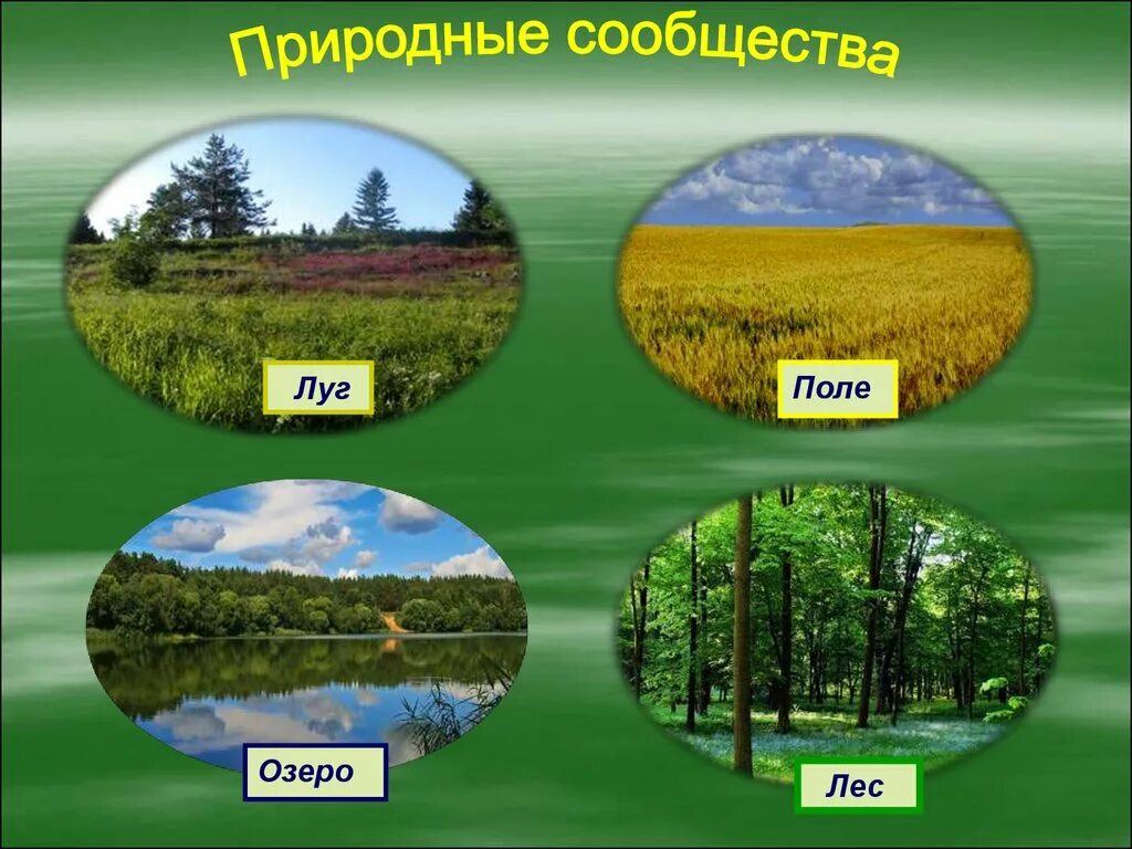 Природные сообщества. Природное сообщество окружающий мир. Природное сообщество лес. Разнообразие природных сообществ.