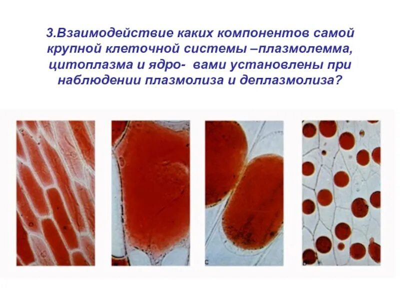 Плазмолиз и деплазмолиз в клетках кожицы. Плазмолиз растительной клетки. Типы плазмолиза растительной клетки. Плазмолиз клетки под микроскопом. Лук плазмолиз.
