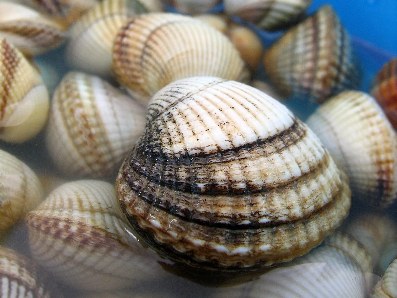 Съедобные ракушки. Двустворчатые моллюски морской гребешок. Устрицы мидии морские гребешки. Съедобные ракушки. Гребешок моллюск дальневосточный.