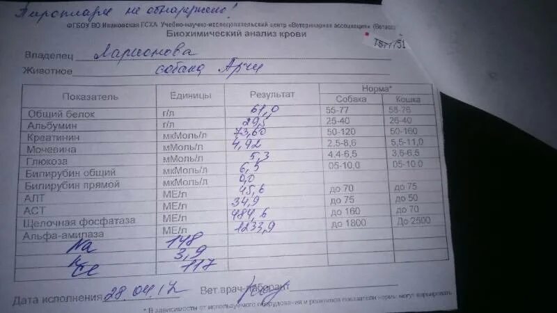 Взяли анализ. Общий анализ крови при пироплазмозе. анализы при пироплазмозе собак. исследование крови на пироплазмоз. анализ мочи при пироплазмозе у собак.