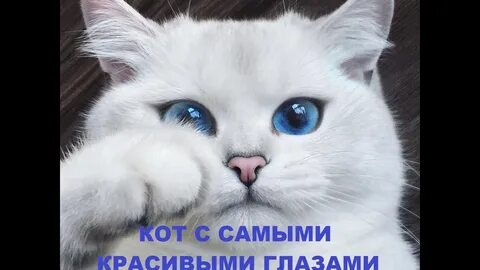 Котики с красивыми глазами