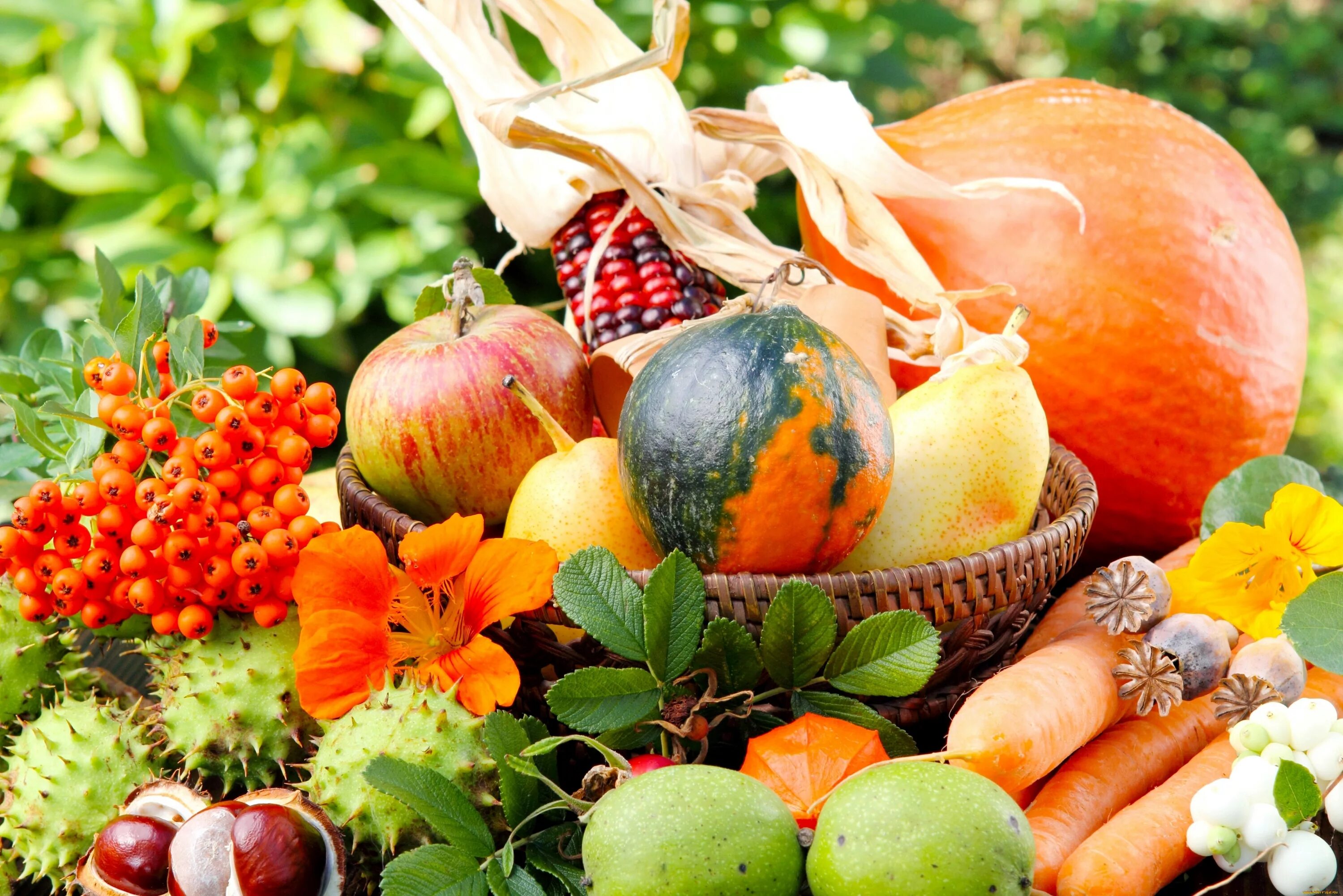 Лето время овощей и фруктов. Осенние овощи и фрукты. Дары осени. Дары осени овощи и фрукты. Осенний урожай.