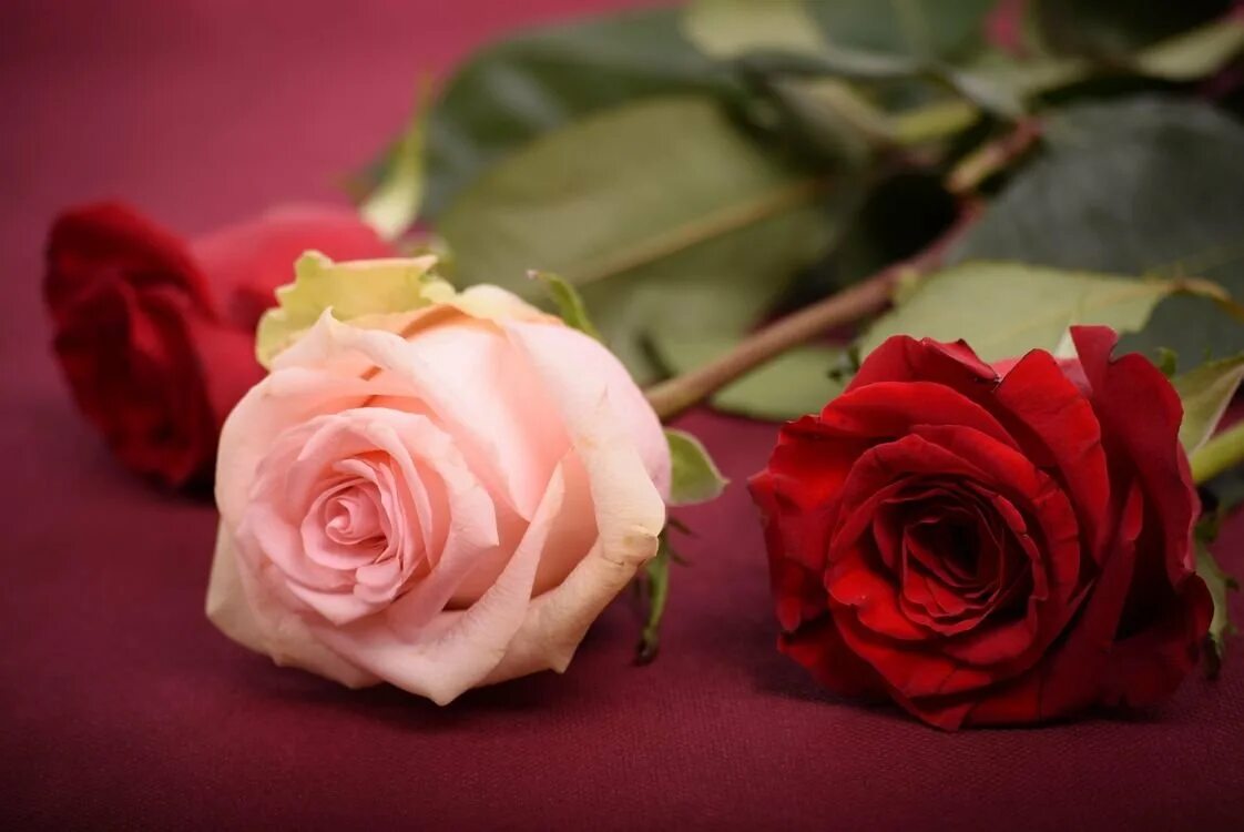 Их роз 3. Их роз 3. Красивые красные розы. 3 d. Роза 3д.