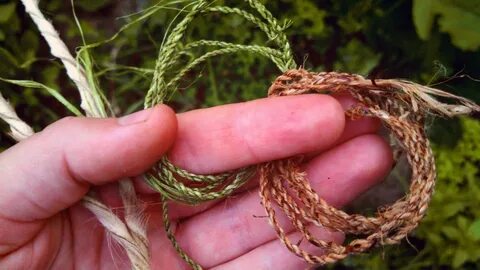 Plant fiber