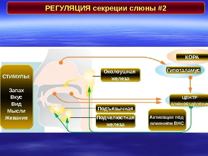 Формирование слюны. Схема регуляции секреции слюны. Регуляция секреции слюнных желез. Схема регуляции секреции слюноотделения. Регуляция выделения слюны.