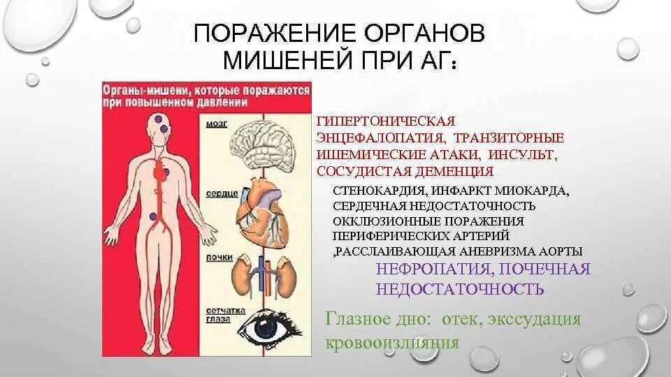 Поражение органов мишеней. Органы мишени артериальной гипертензии. Органы мишени при гипертонии.