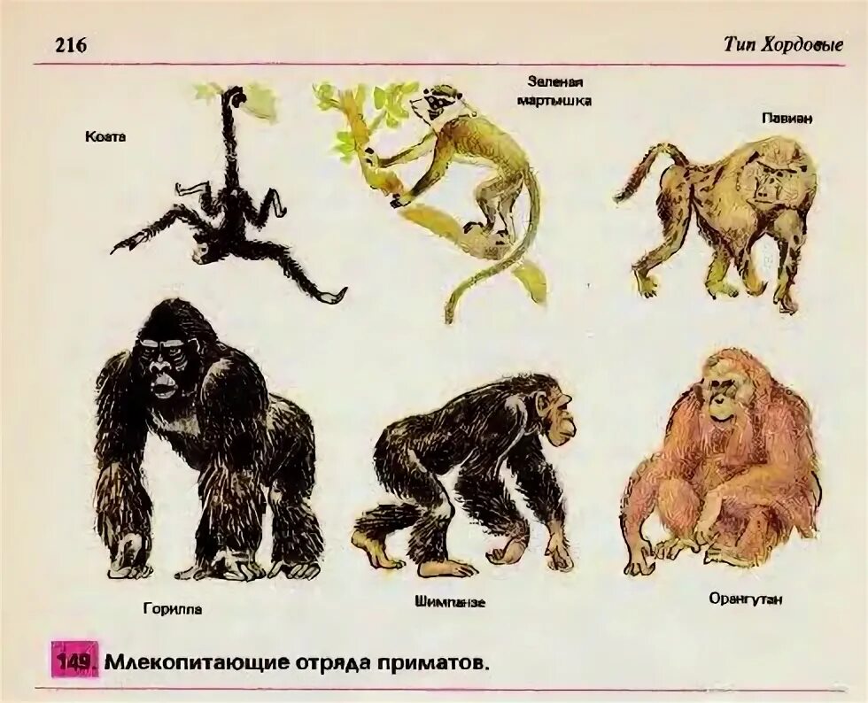 Виды человекообразных приматов. Отряд приматы. разнообразие приматов. приматы представители название. отряд приматы представители.