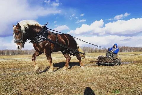 Работа с лошадьми