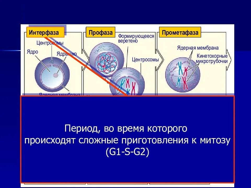 Какие процессы происходят в ядре интерфазе. Интерфаза профаза. ядерная мембрана интерфазе. центросома в период интерфазы. ядерная оболочка разрушается до начала расхождения центросом.
