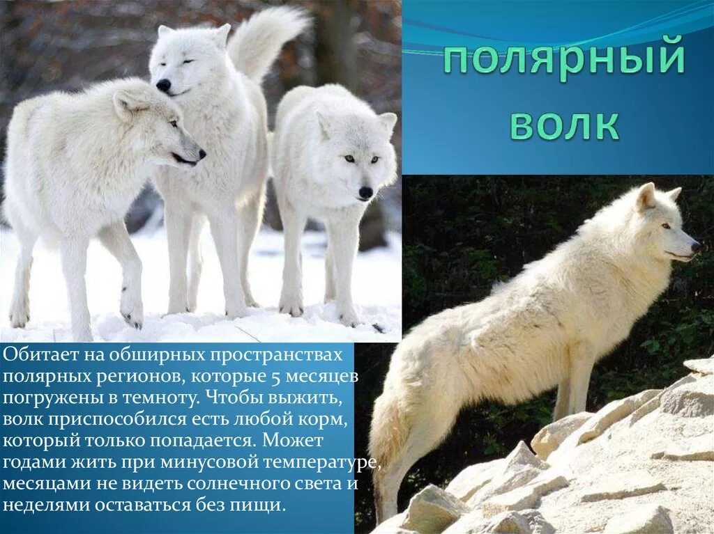 Волк условия обитания. Полярный волк. арктический полярный волк. полярный волк обитает. сообщение о белом волке.