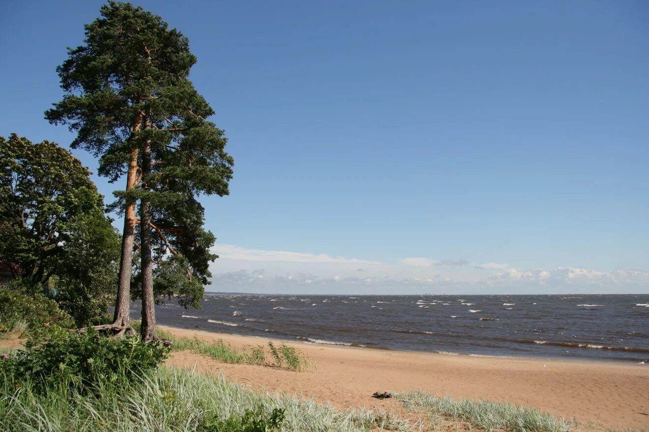 Зеленогорск, приморское шоссе, 502а. Санатории сестрорецка ленинградской. Приморское шоссе 502 первая линия. Дюна санаторий в ленинградской области сестрорецк. Сестрорецк курорт финский залив.