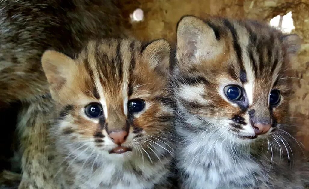 Купить лесного котенка. Дальневосточный Амурский Лесной кот. Дальневосточный Лесной кот (леопардовая кошка).. Амурский Лесной кот детеныш. Амурский Лесной кот с котятами.