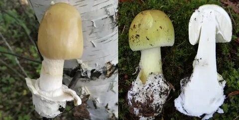 Бледная поганка и шампиньон
