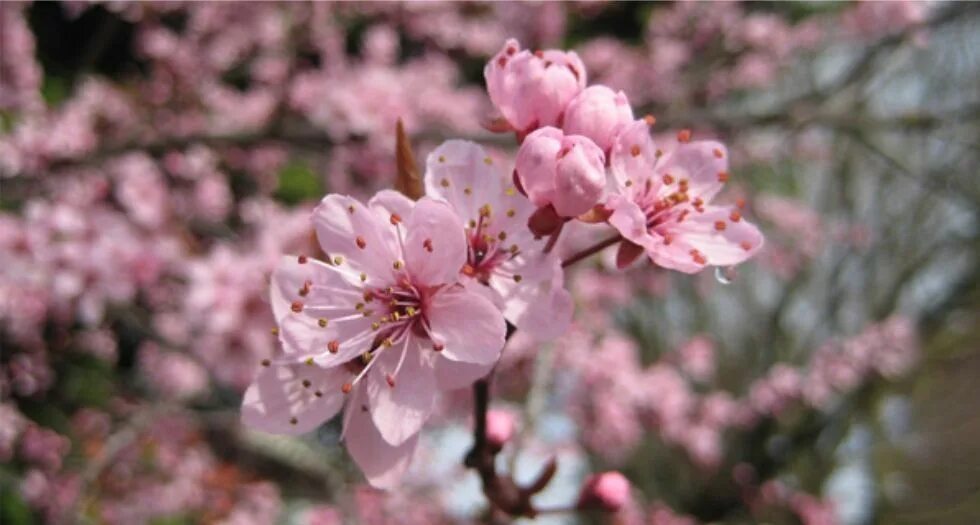 Plum blossom. Сливовая Сакура. Китайская вишня цветы. Ванкувер Сакура.