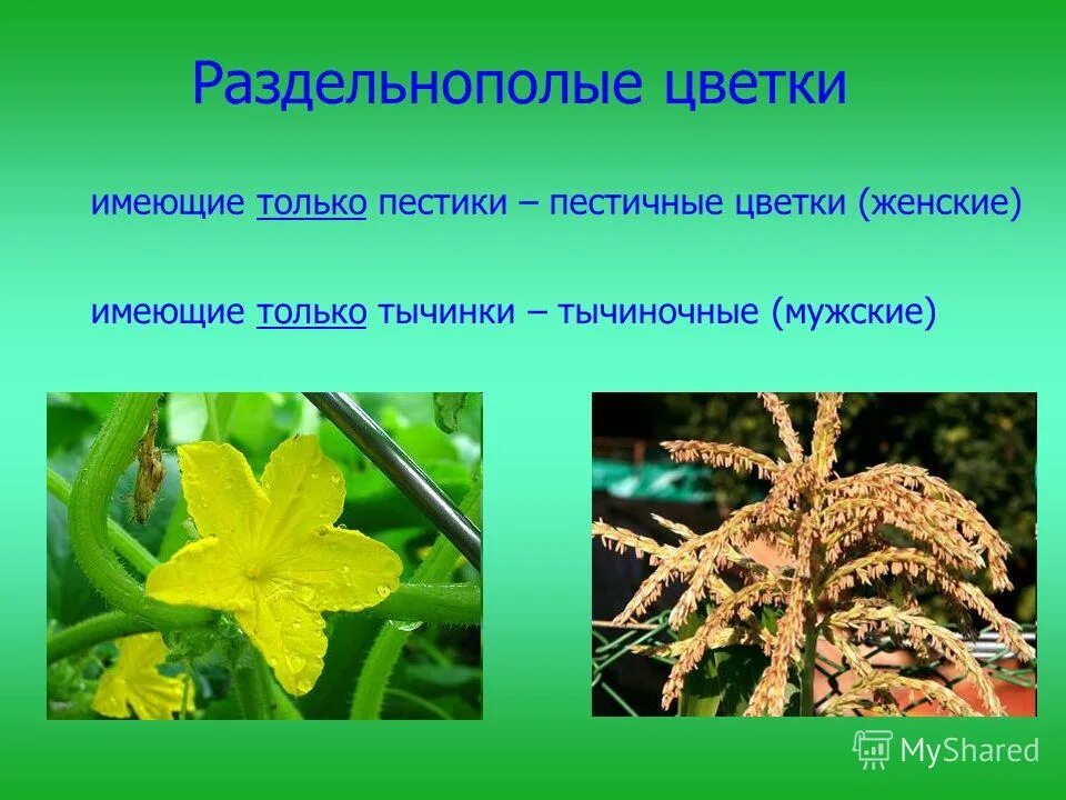 Обоеполые и однополые растения схема. Раздельнополые цветки это. Раздельнополые цветки это. Однодомные и обоеполые растения. Рисунки обоеполых и раздельнополых цветков.