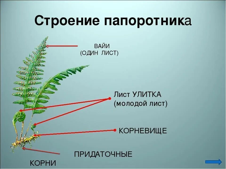 Папоротник Щитовник мужской строение. Внешнее строение папоротниковидных растений. Папоротник Щитовник толстокорневищный. Папоротник Щитовник строение.