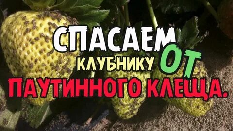 Препараты от клеща на клубнике