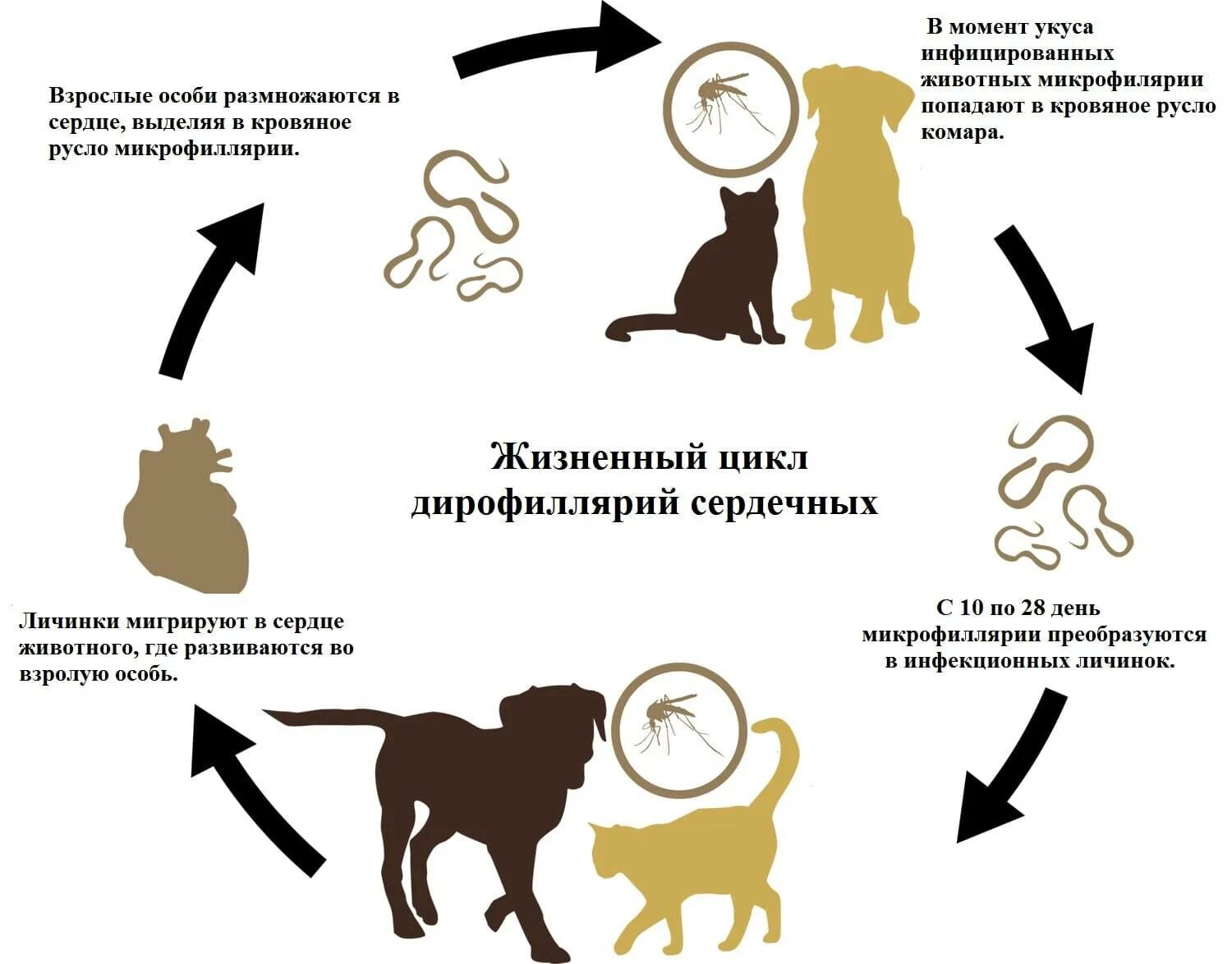 Какая болезнь передается от кошек. Жизненный цикл дирофилярии собак. Жизненный цикл дирофилярии схема. Дирофиляриоз собак жизненный цикл. Dirofilaria immitis жизненный цикл.