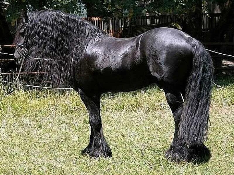 Большой фриз. Породы верховых лошадей Фризская. Фриз Фризская лошадь. Фризская лошадь рост. Фризская лошадь фото.