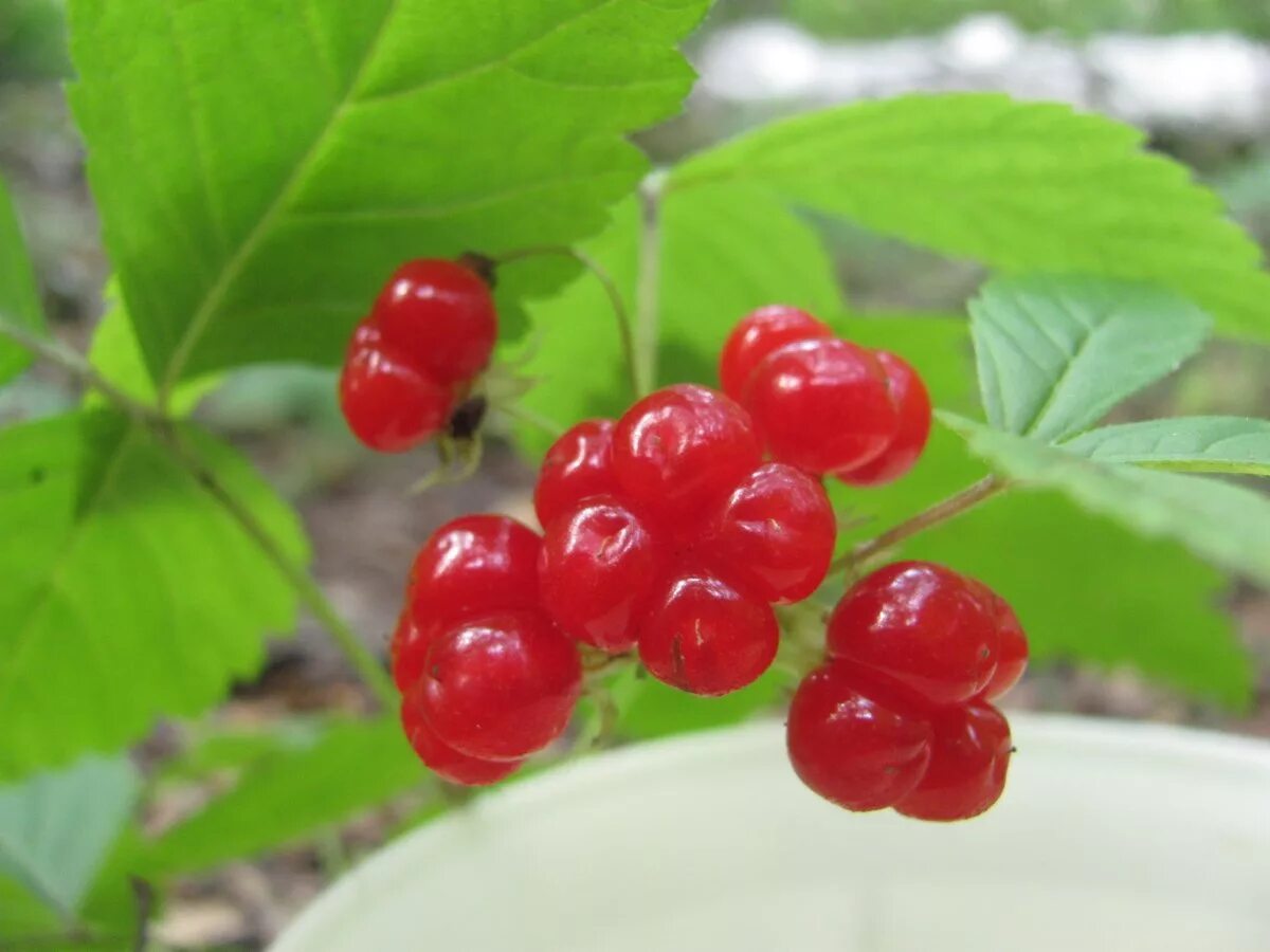Костянка фото ягода Rubus saxatilis Blumen