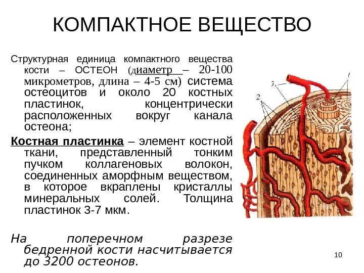 Структурная единица кости