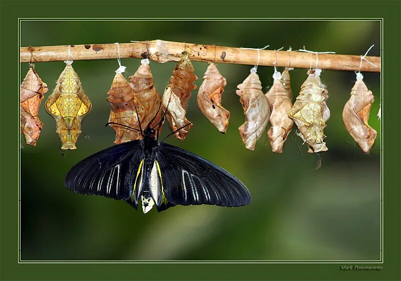 из куколки вылупилась бабочка. бабочка данаида куколка. бабочка вылупляется. из куколки вылупилась бабочка. Cethosia biblis куколка.