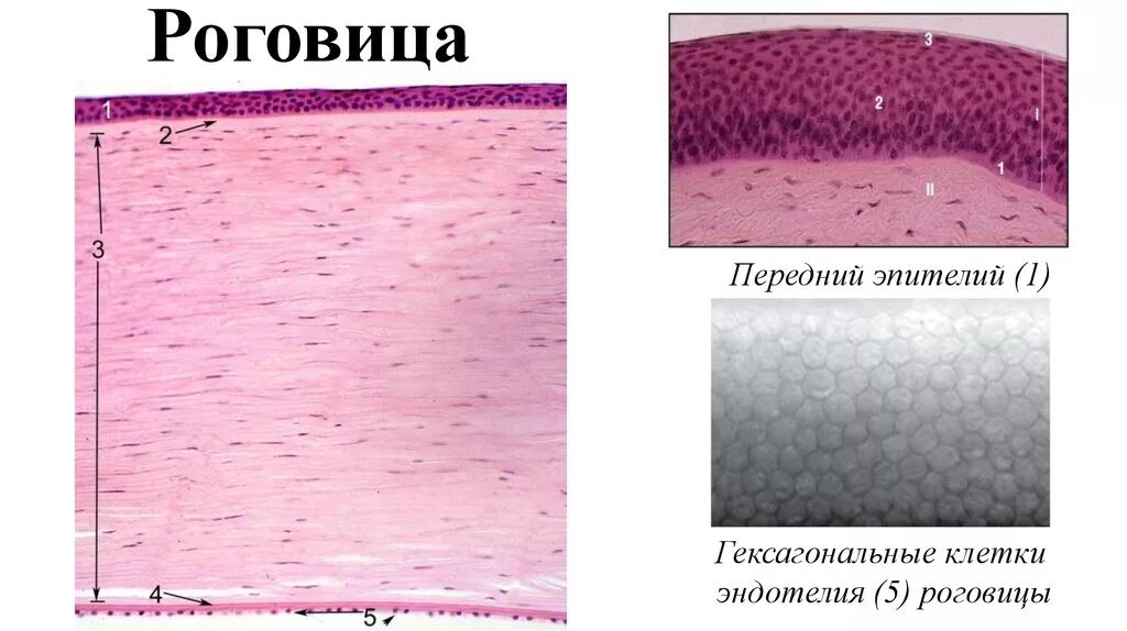 Роговица ткань