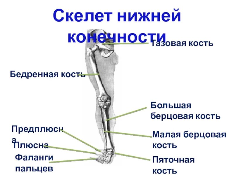 Нижняя конечность фото. Строение скелета малая берцовая кость. Берцовая кость нижней конечности. Скелет человека берцовая кость ноги. Малая берцовая кость нижней конечности.