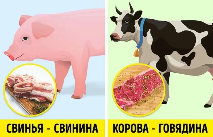 Почему свиное мясо. Слово говядина. Говядо. Говядо корова. Происхождение слова говядина.