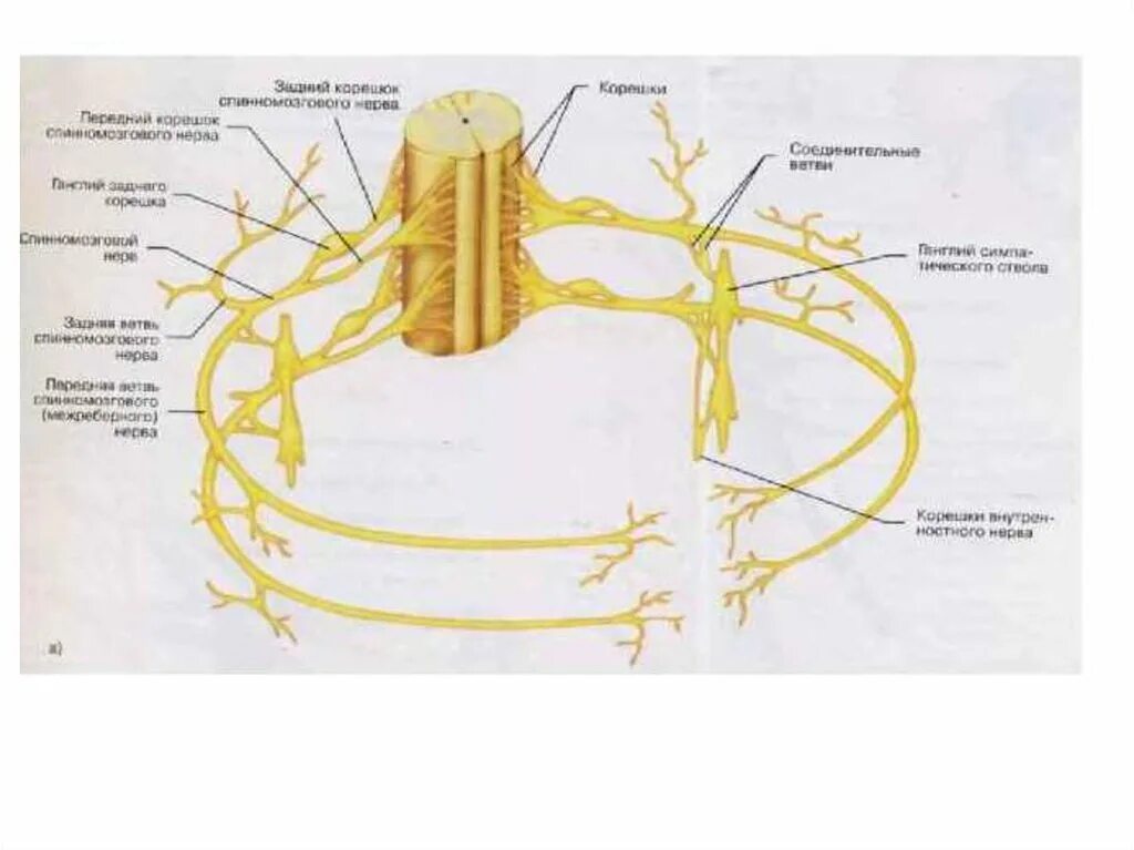 Типичный нервный. Сплетения спинного мозга анатомия. Строение нервов грудной клетки. Нервная система грудной клетки анатомия. Передние ветви спинномозгового нерва иннервируют.