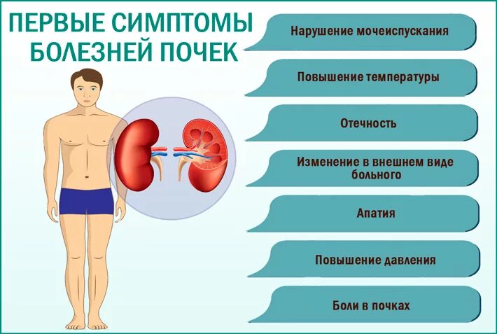 Увеличены почки у взрослого причины. Увеличены почки у взрослого причины