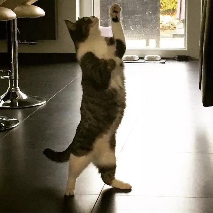 Где котики танцуют. Танцующий кот. Танцующая кошка. Кот танцует. Котейка танцует.