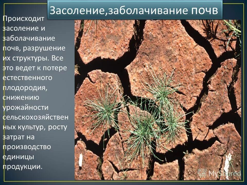 засоление почв характерно. виды засоления почв. вторичное засоление и заболачивание почв. засоление почв характерно. причины засоления и заболачивания почв.