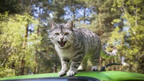 Коти машину