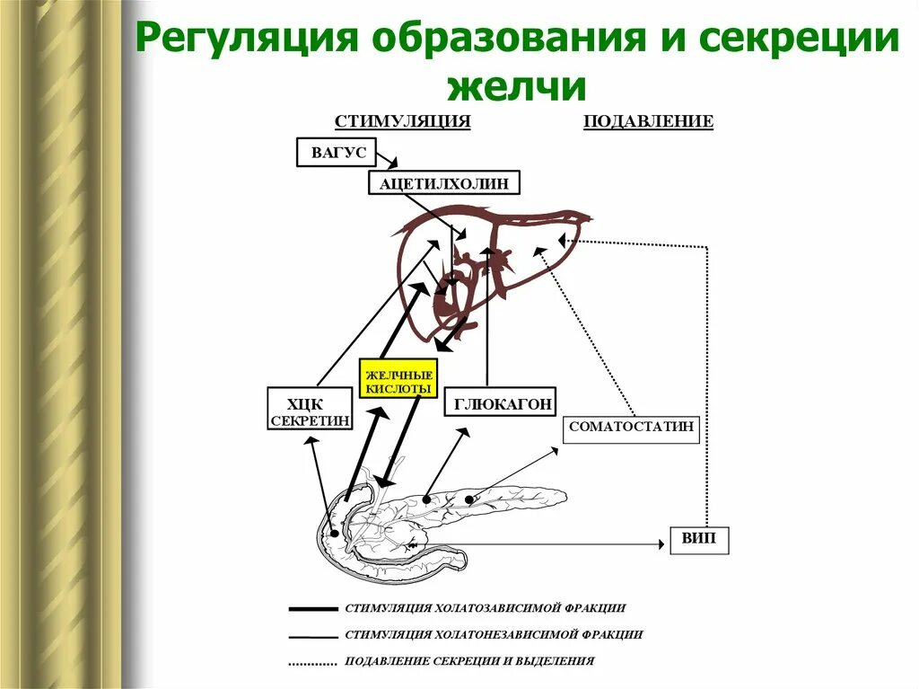 Регуляция секреции сока поджелудочной железы. Механизм секреции желчи физиология. Схема регуляции образования и секреции желчи. Схема механизма образования желчи.