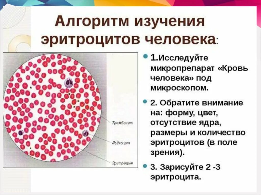 Эритроциты человека. Эритроциты крови человека. Строение эритроцитов в крови. Зарисуйте эритроциты крови человека. Микрогаметоцит это