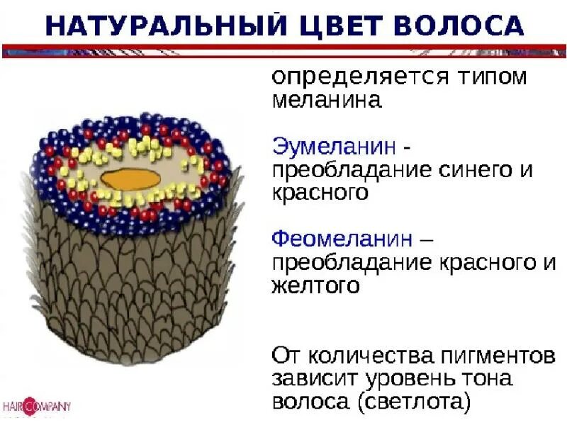 Строение пигментов. Феомеланин и эумеланин в волосах. Строение волоса. Строение волоса пигмент. Строение волоса меланин.