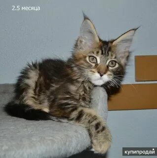 Кун новосибирск