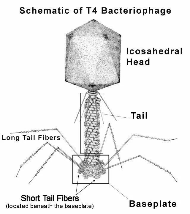 Наследственный аппарат бактериофага. Строение вируса бактериофага т4. Макет вируса бактериофага. Бактериофаг т4 цикл. Т4 бактериофаг микроскоп.